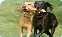 dogsplaying