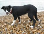 pebblesonbeach